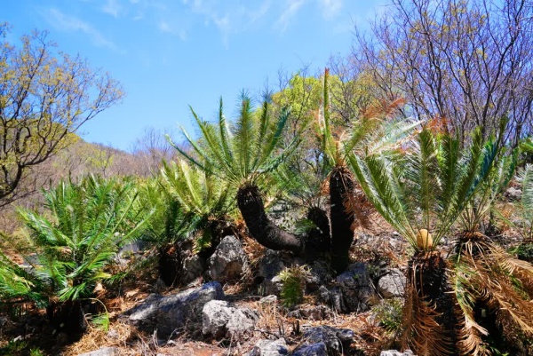 攀枝花苏铁 (3).jpg